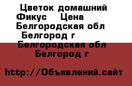 Цветок домашний Фикус. › Цена ­ 200 - Белгородская обл., Белгород г.  »    . Белгородская обл.,Белгород г.